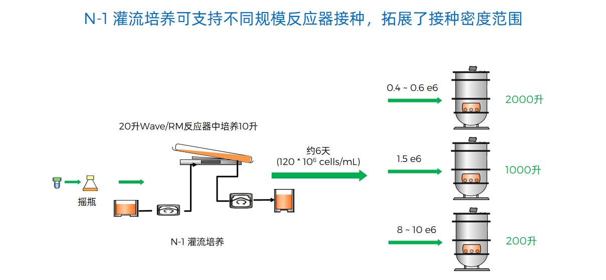 N-1 灌流培养可支持不同规模反应器接种，拓展了接种密度范围