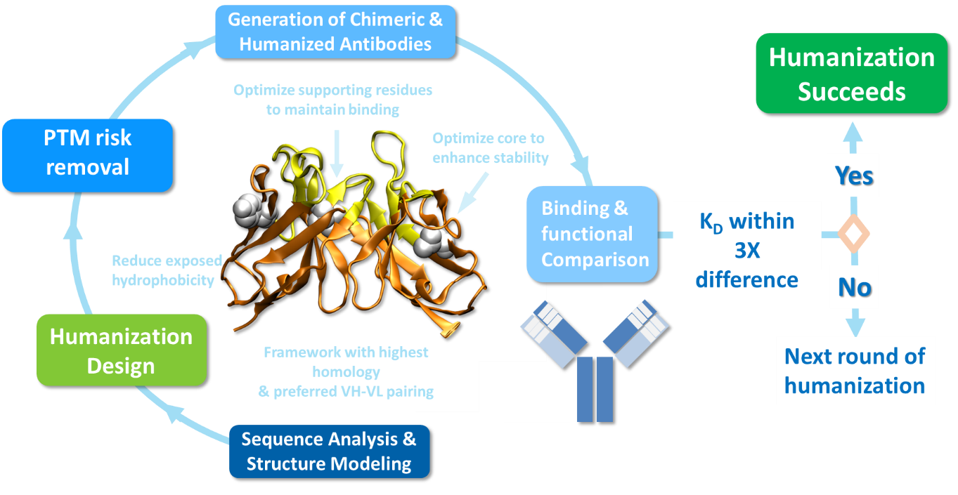 lead optimization-Humanization